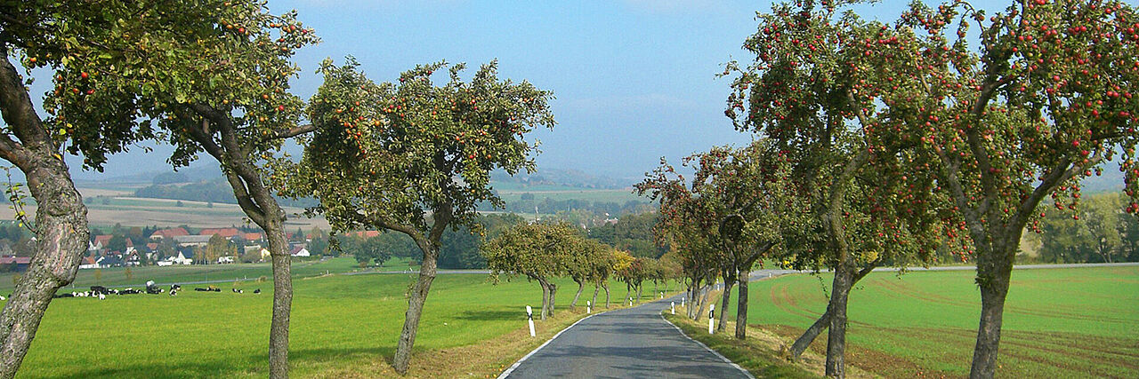 Straße führt durch Allee mit Blick über die Landschaft. An den Bäumen hängen Äpfel.